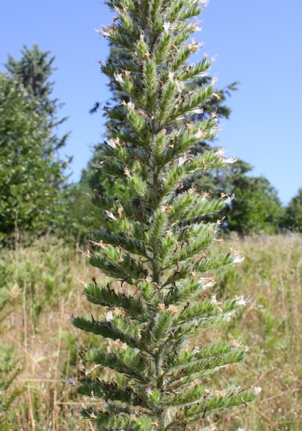 Echium italicum