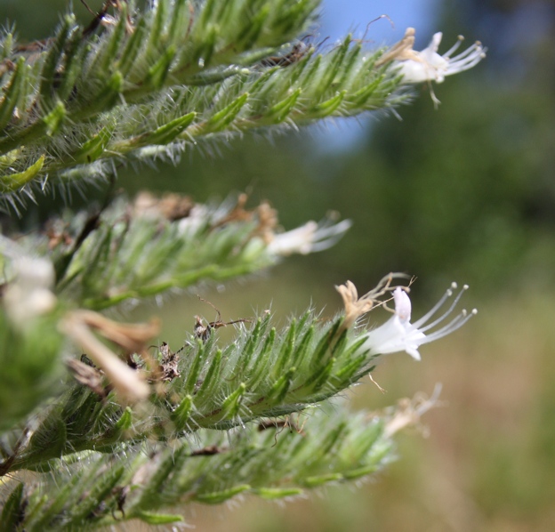 Echium italicum