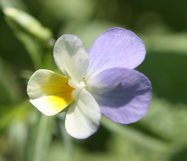 Viola tricolor