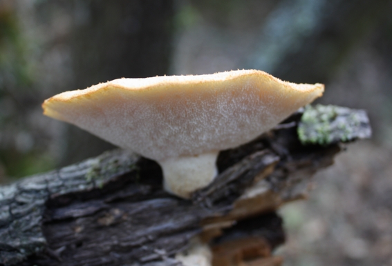 Identificazione fungo (Polyporus tuberaster)