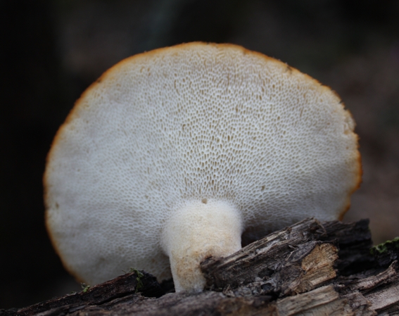 Identificazione fungo (Polyporus tuberaster)
