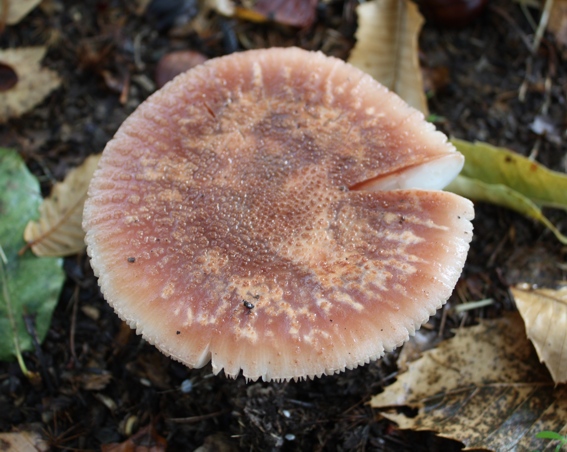 Amanita rubescens?