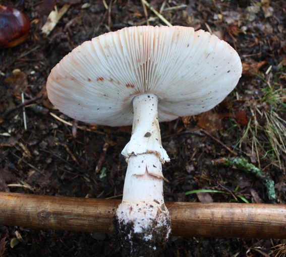 Amanita rubescens?