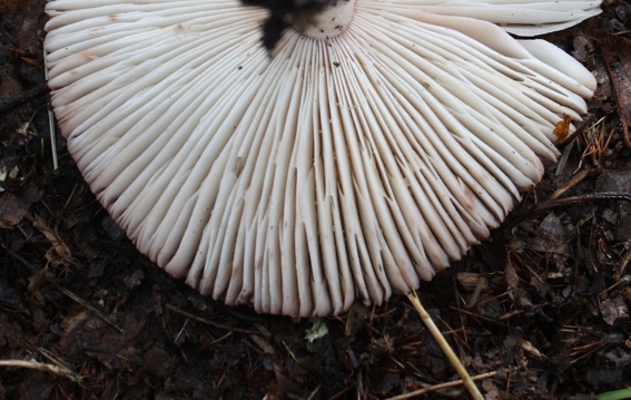 Amanita rubescens?