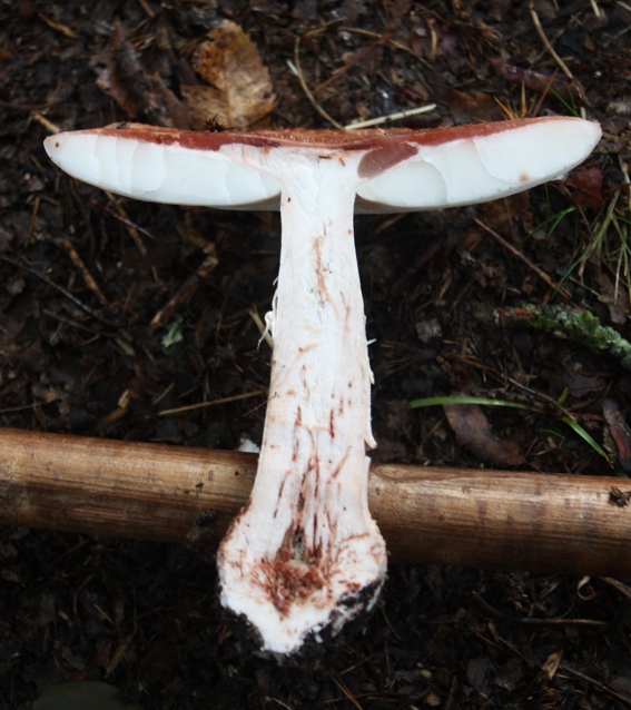 Amanita rubescens?