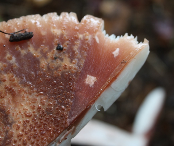 Amanita rubescens?