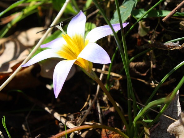 Romulea bulbocodium