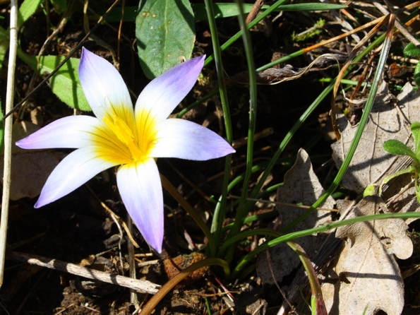 Romulea bulbocodium