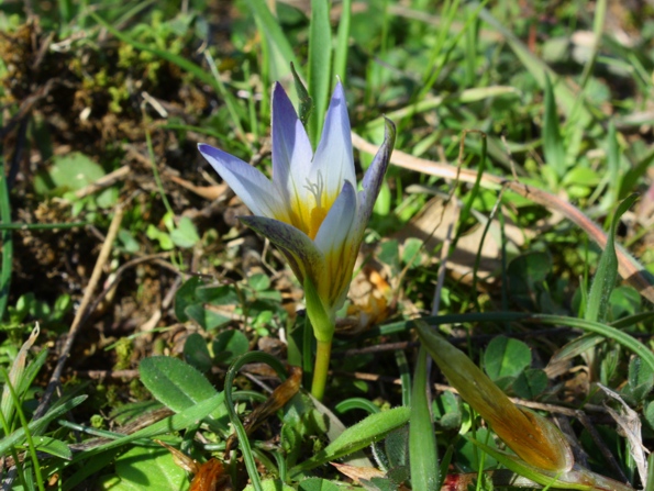 Romulea bulbocodium