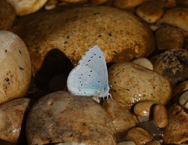 Celastrina argiolus?