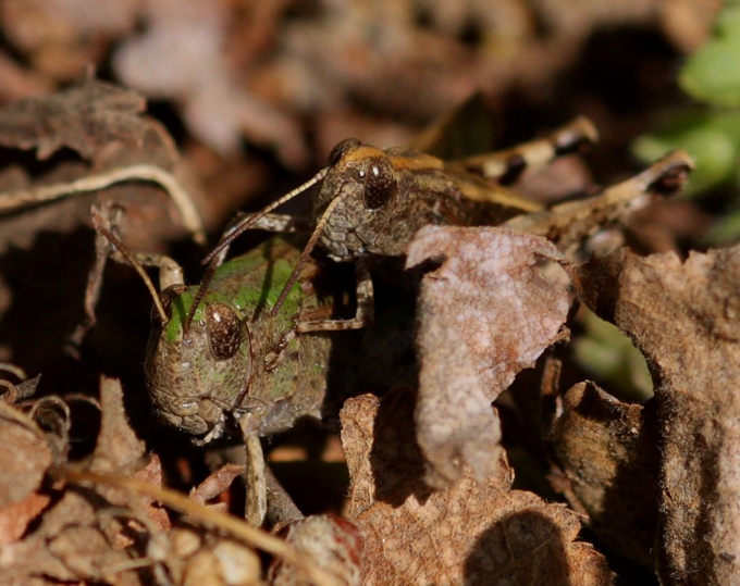 Coppia di Aiolopus sp.