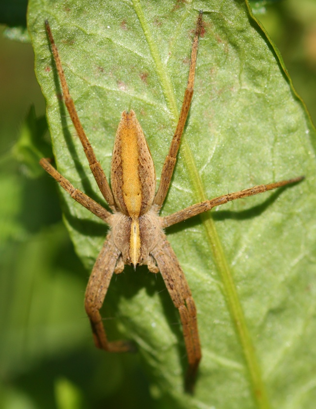 Pisaura sp.