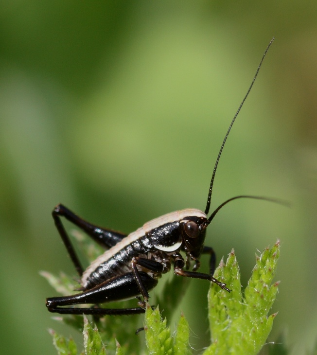 Piccola cavalletta: neanide di Tettigoniidae