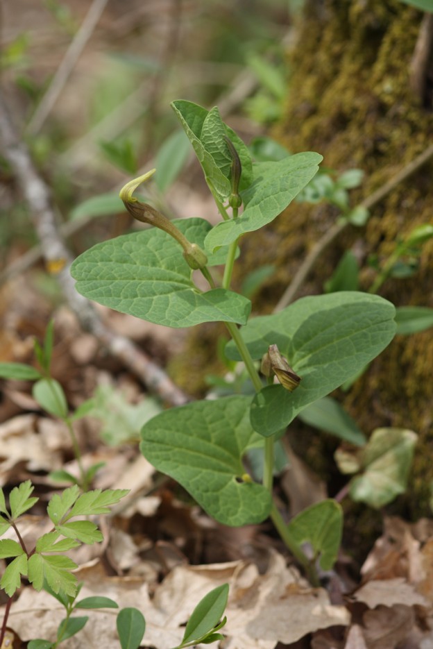 Aristolochia lutea / Aristolochia gialla