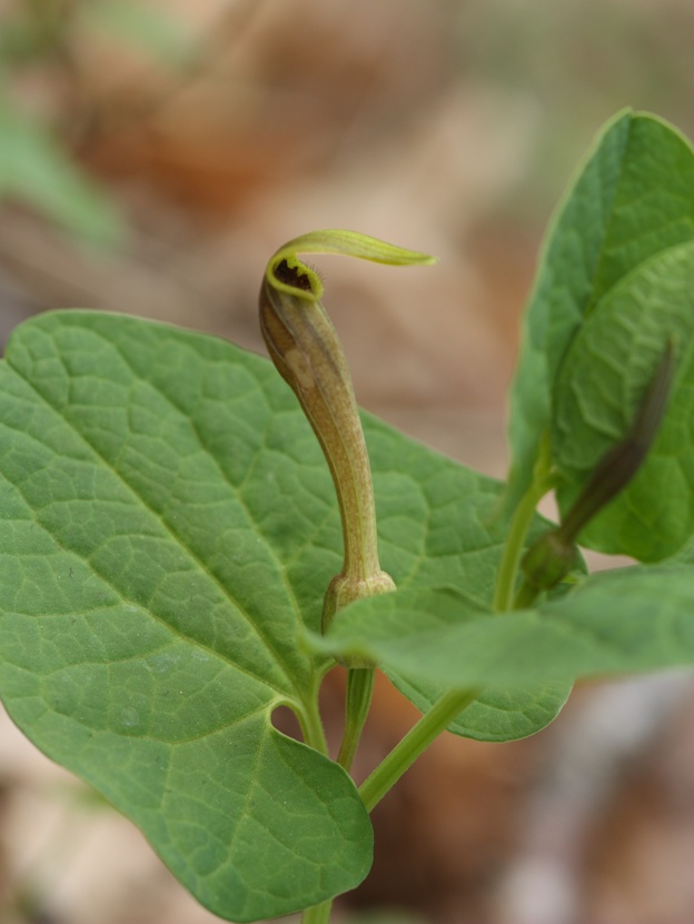 Aristolochia lutea / Aristolochia gialla