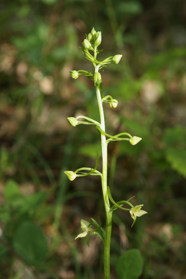 Platanthera clorantha?