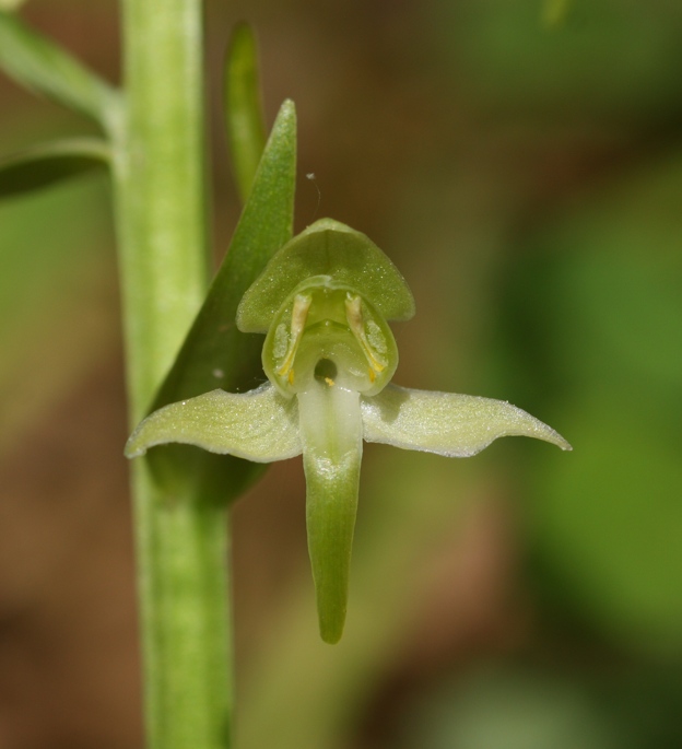 Platanthera clorantha?