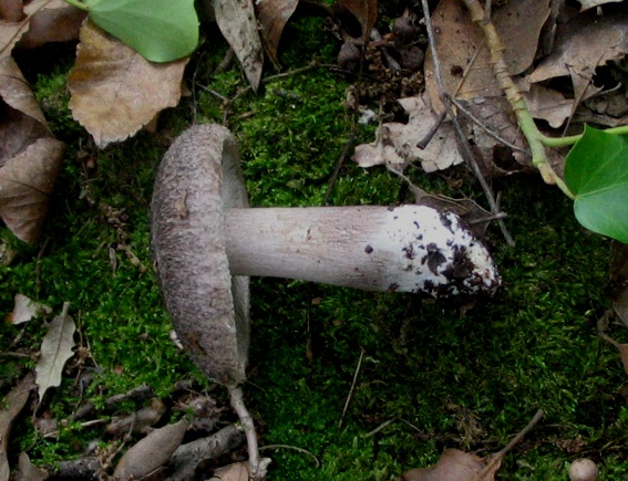 Tricholoma squarrulosum