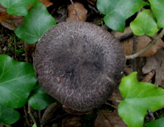 Tricholoma squarrulosum