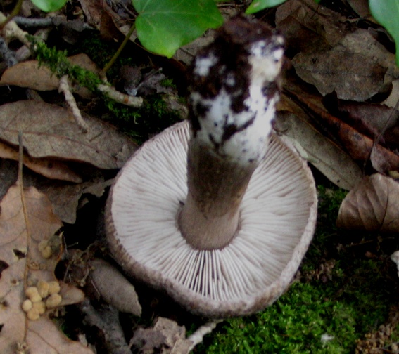 Tricholoma squarrulosum