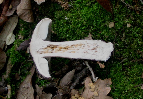 Tricholoma squarrulosum