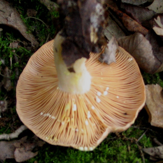 Lactarius chrysorheus?