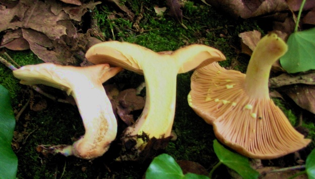 Lactarius chrysorheus?