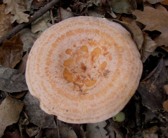 Lactarius chrysorheus?