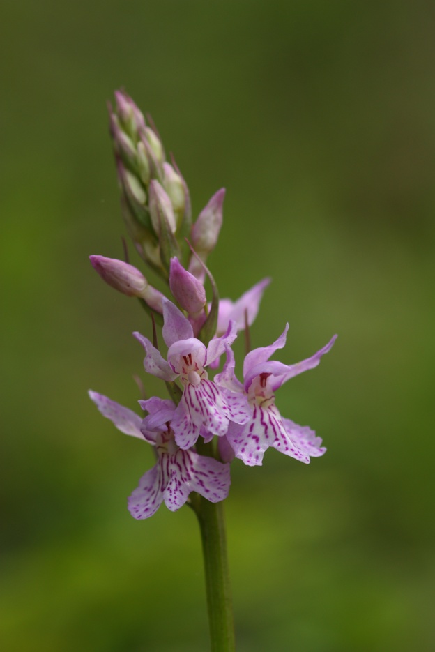 Dactylorhiza maculata subsp. fuchsii