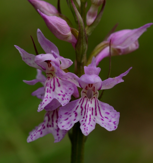 Dactylorhiza maculata subsp. fuchsii