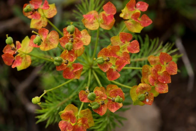 Euphorbia cyparissias