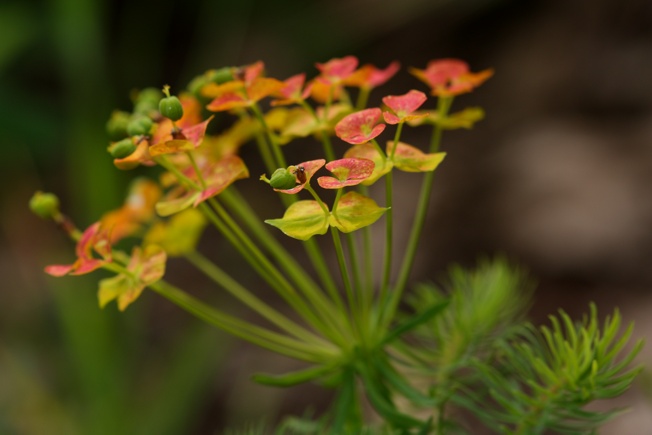 Euphorbia cyparissias