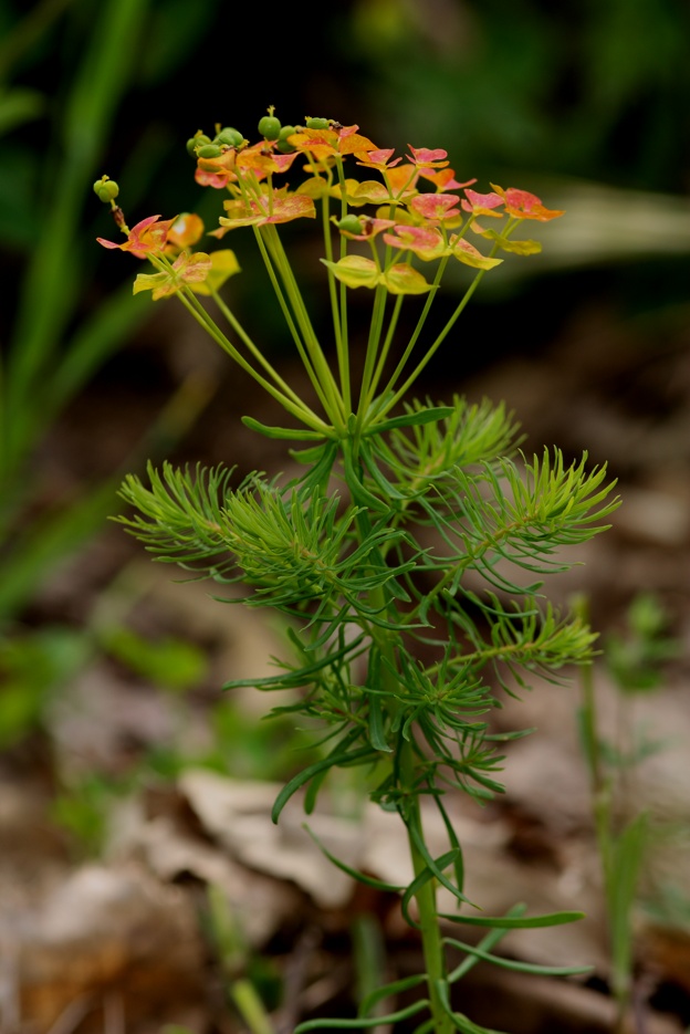 Euphorbia cyparissias