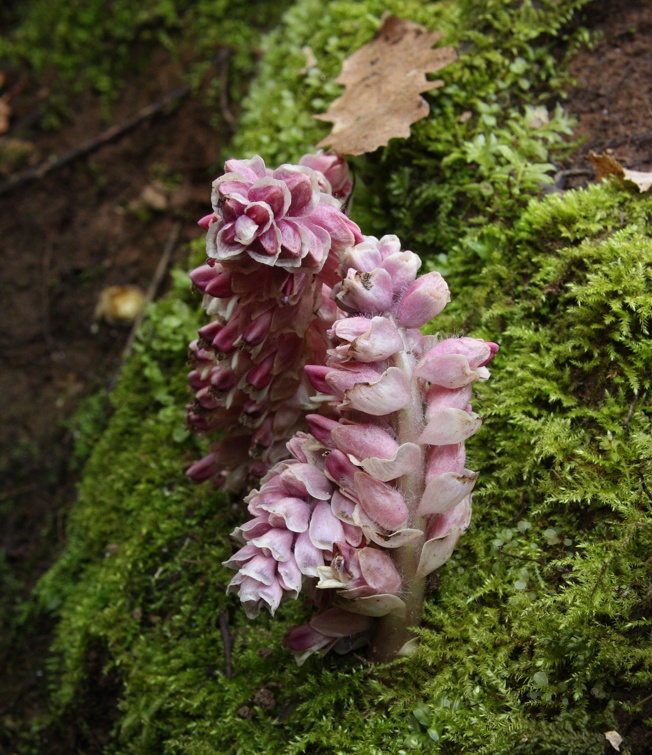 Lathraea squamaria