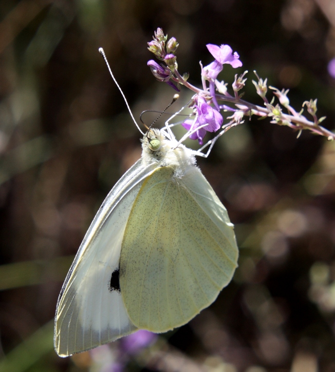 Due Pieris da identificare