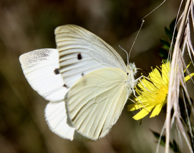 Due Pieris da identificare