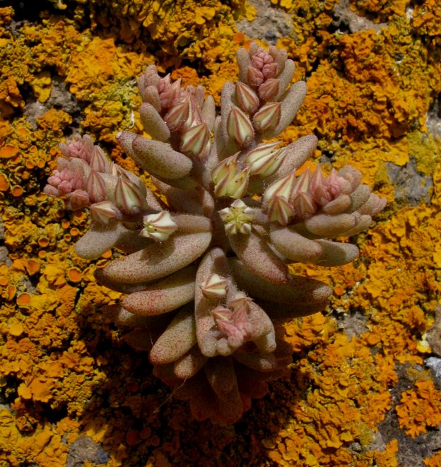 Sedum rubens