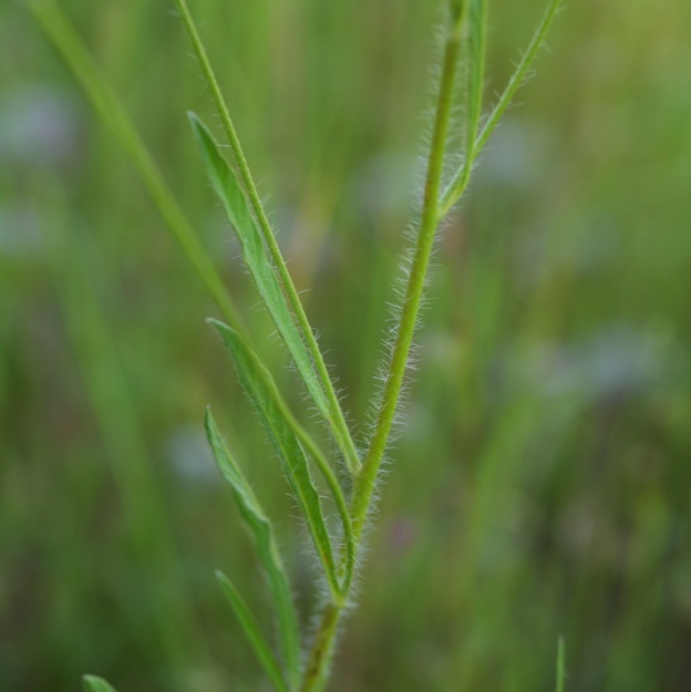 Convolvulus cantabrica