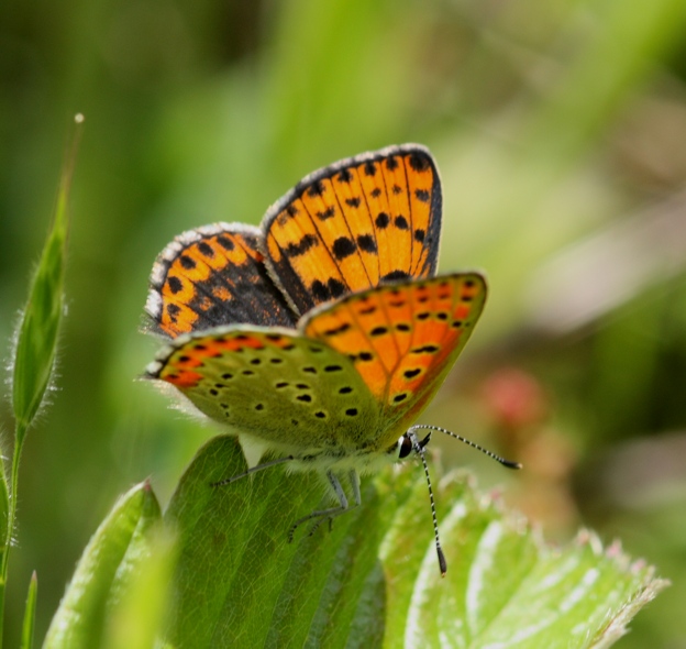 Id Lycaenidae