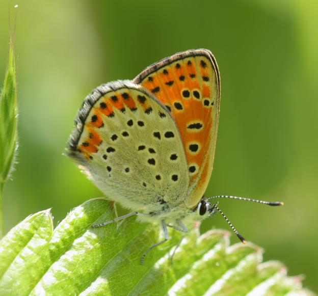 Id Lycaenidae