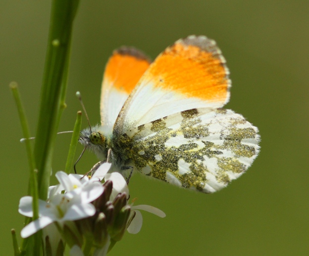 Anthocharis cardamines (maschio)