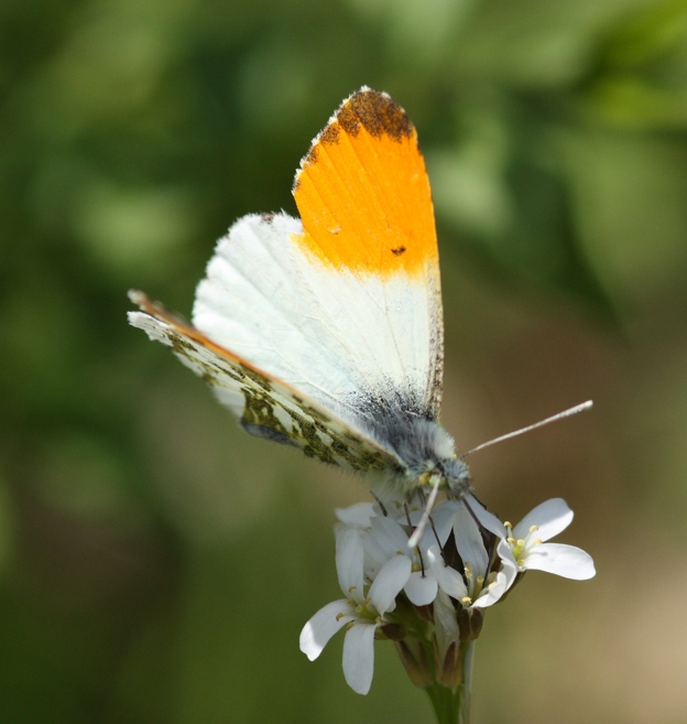 Anthocharis cardamines (maschio)