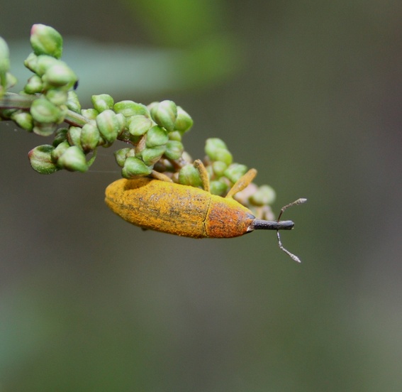 Curculionidi: Lixus da identificare