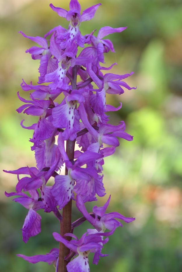 Orchis mascula