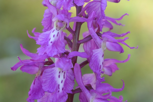 Orchis mascula