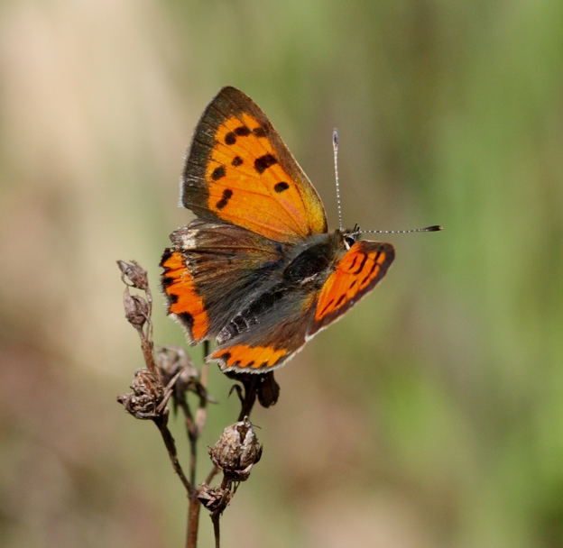 Lycaena phlaeas