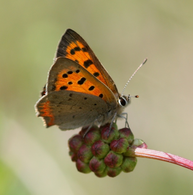 Lycaena phlaeas