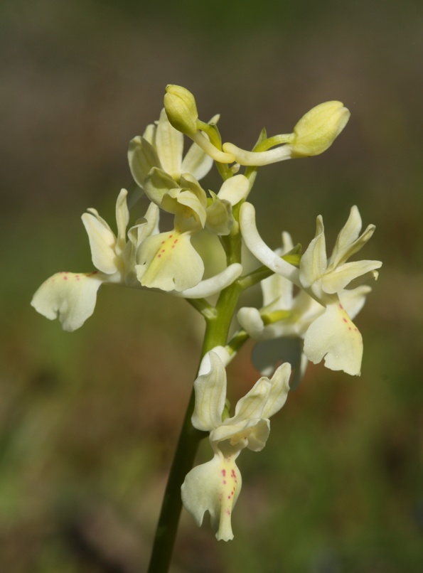 Orchis provincialis?