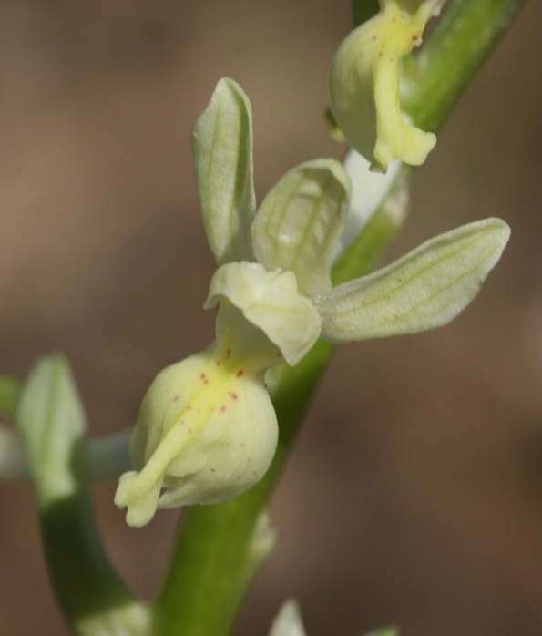 Orchis provincialis?