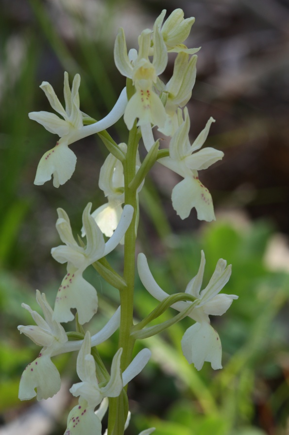 Orchis provincialis?